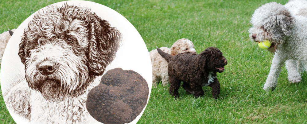 Lagotto Romagnolo